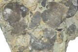 Fossil Brachiopod (Rafinesquina) and Bryozoan Plate - Indiana #285109-1